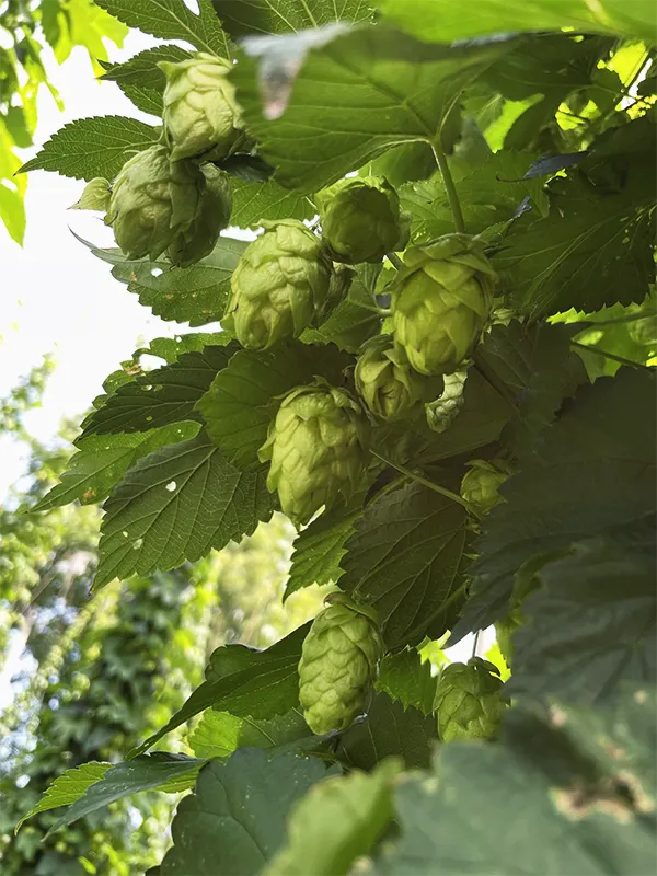 Hops ready to be harvested